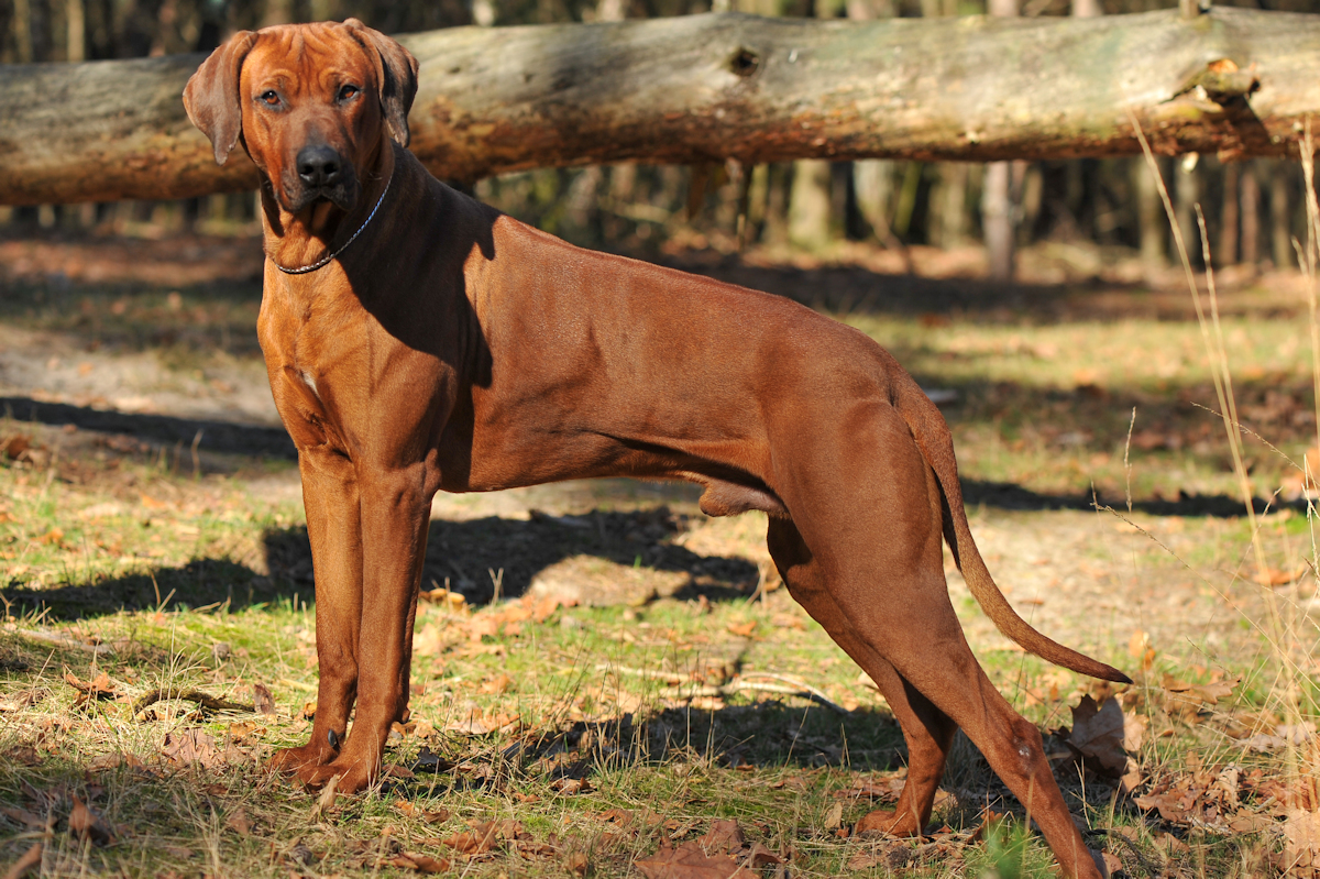 Rhodesian ridgeback dekreuen - BARON