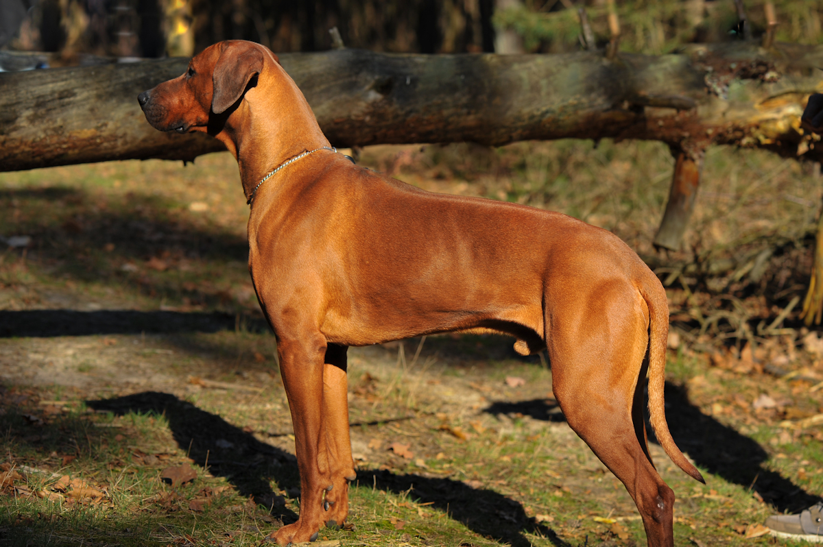 Rhodesian ridgeback dekreuen - BARON