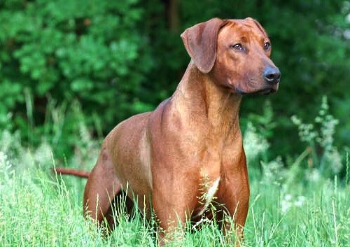 Rhodesian ridgeback dekreuen - BORIS
