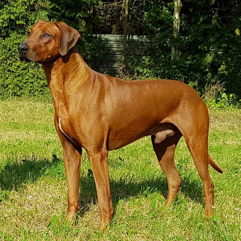 Rhodesian ridgeback dekreuen - BORIS