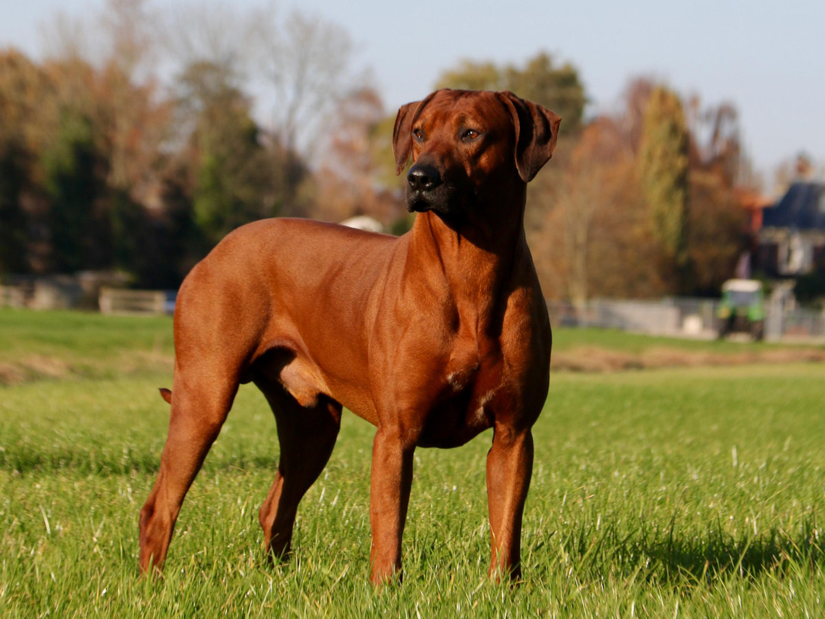 Rhodesian ridgeback Kees