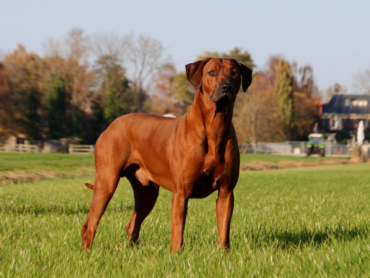 Rhodesian ridgeback Kees
